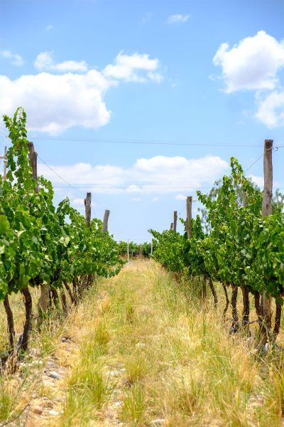 viñedo en mendoza 99 fuegos